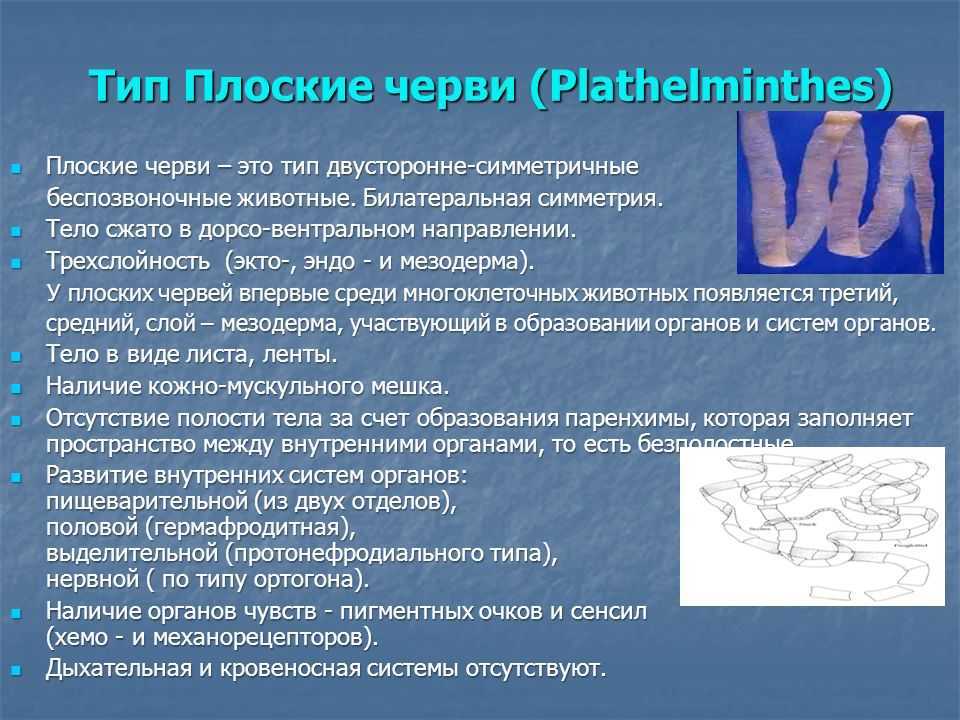 Печеночный сосальщик: цикл развития и жизни, пути заражения, лечение и профилактика