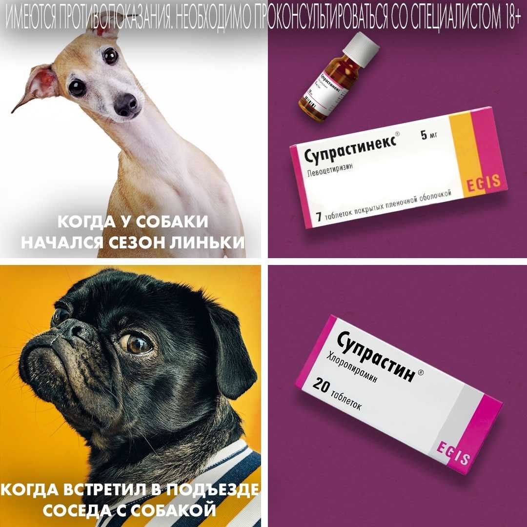 Какие антигистаминные препараты применяют для лечения кошек