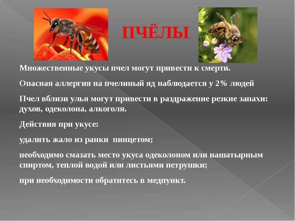 Действия при укусе разных ядовитых пауков