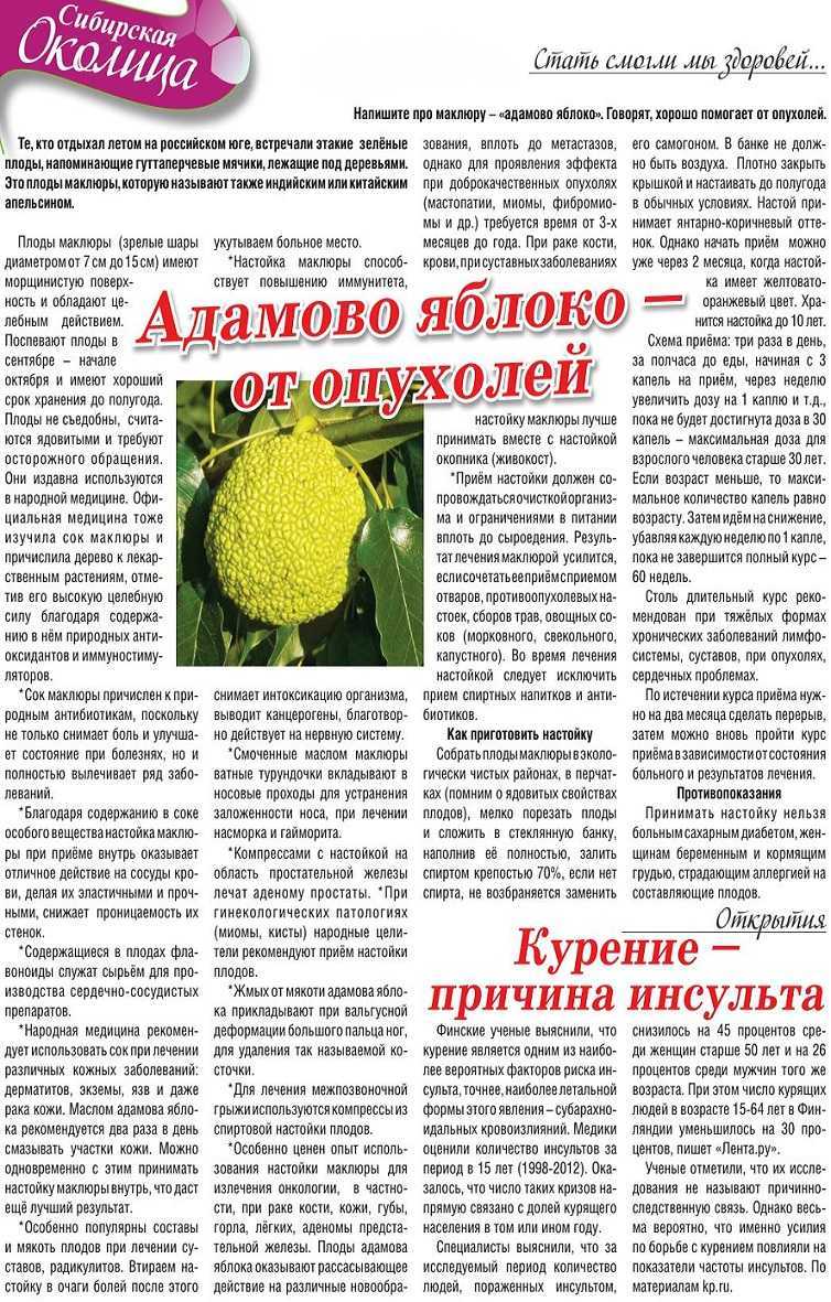 Что лечит адамово яблоко, насколько эффективны его лечебные свойства и как приготовить средства на его основе