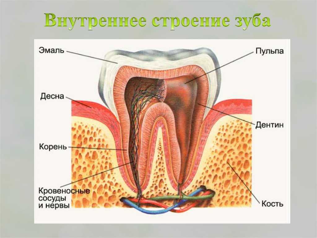 ᐉ как устроены наши зубы ⏩⏩⏩ важные анатомические особенности