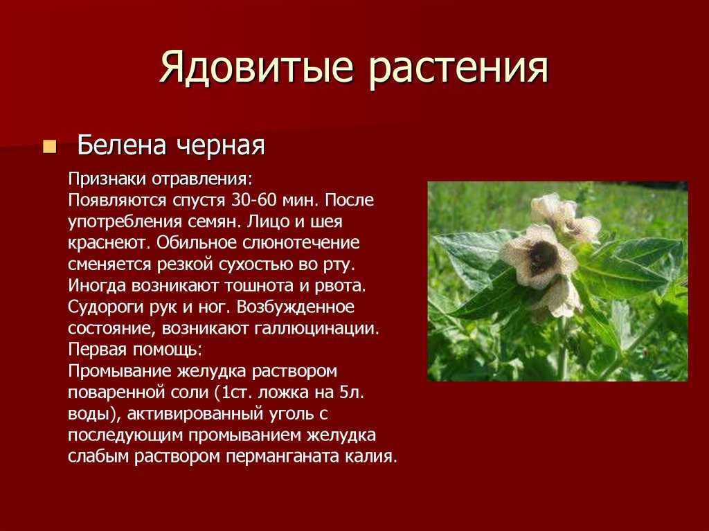 Белена черная, лечебные свойства, описание, применение, противопоказания, рецепты