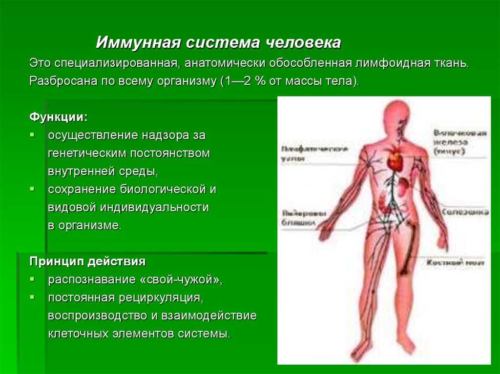 Иммунитет и его виды