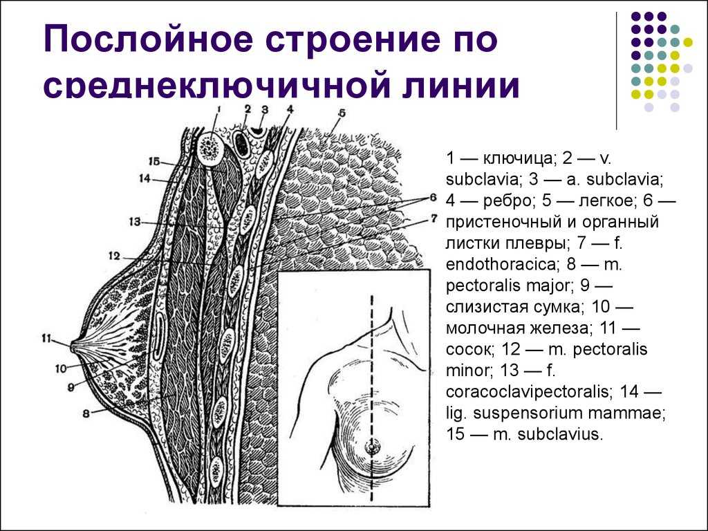 Анатомическое строение женской груди. возрастные изменения