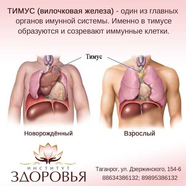Вилочковая железа: что нужно знать