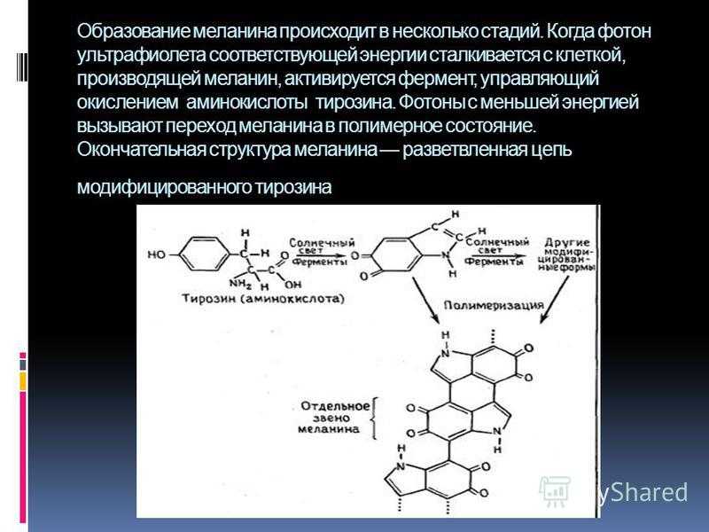 Меланин: что это такое, его функция, симптомы дефицита и переизбытка пигмента | mfarma.ru