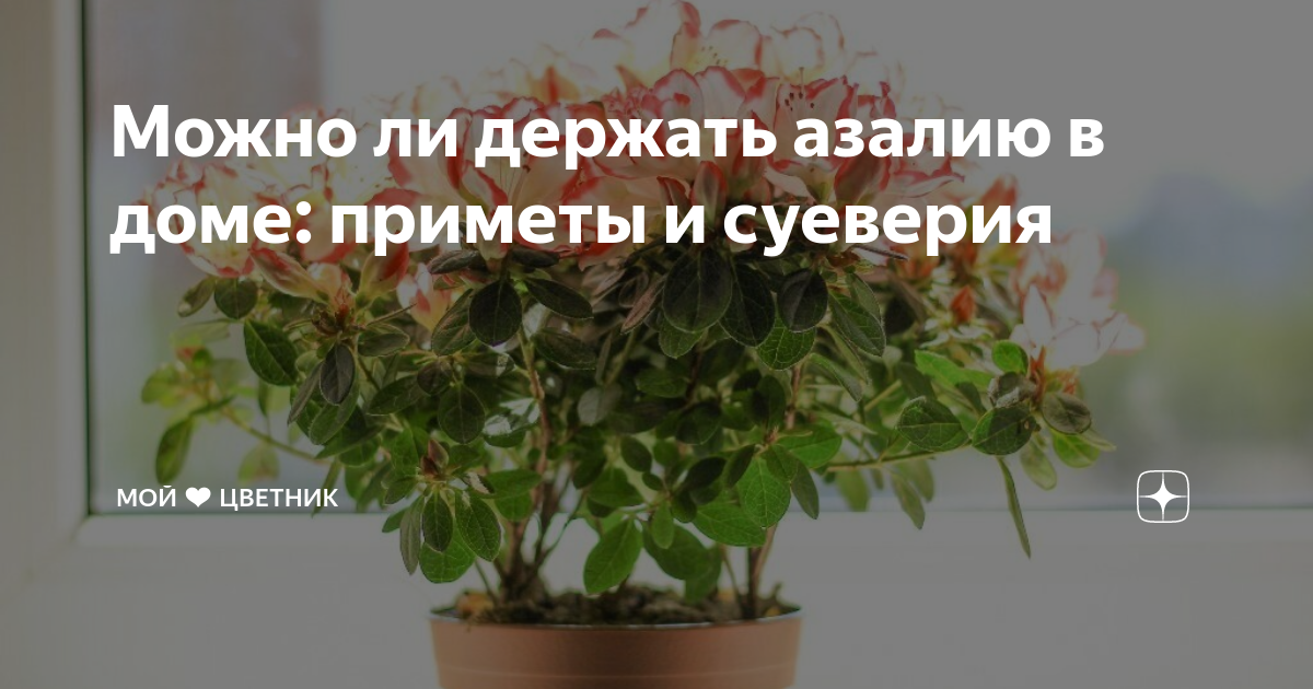 Как ухаживать за азалией