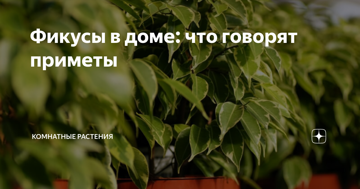 Цветок азалия — скрытые особенности, как вырастить, польза