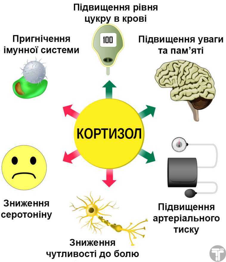 Кортизол в крови: что это, норма, что делать если повышен