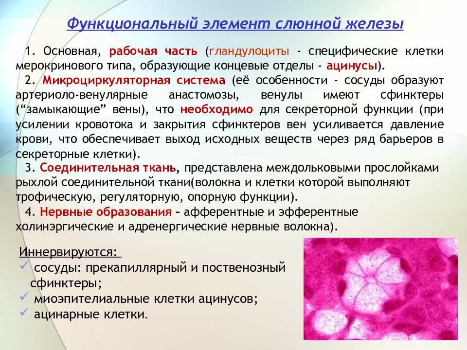 Плеоморфная аденома - pleomorphic adenoma