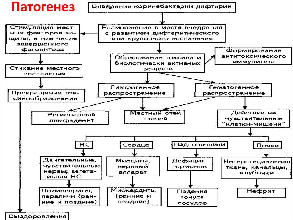 Бронхообструктивный синдром: гиперреактивность бронхов у детей, патогенез бронхоспазма у взрослых, симптомы, клинические рекомендации по лечению, неотложная помощь