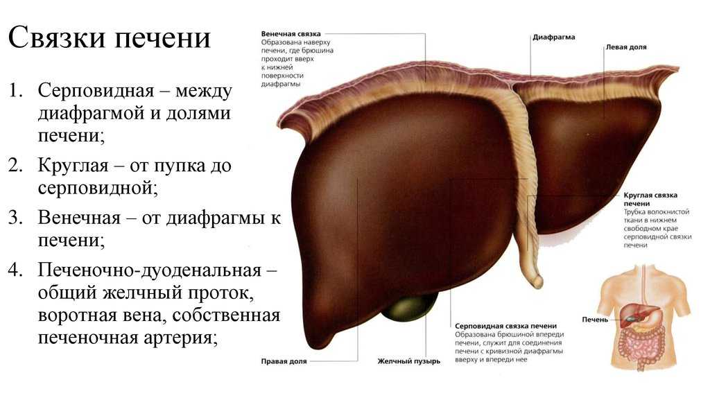 Гормоны печени и их функции в организме | etamedicina.ru