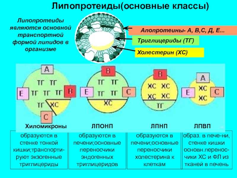 Нарушения липидного обмена: причины, симптомы и лечение