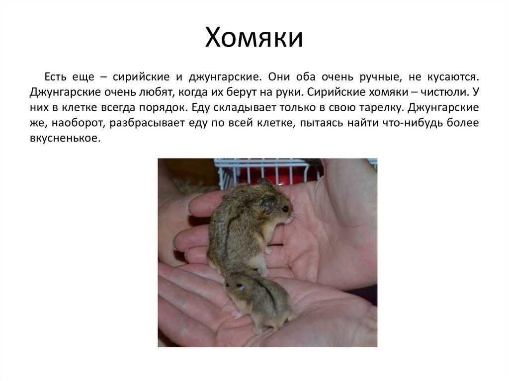 Укусил хомяк, что делать и почему это произошло