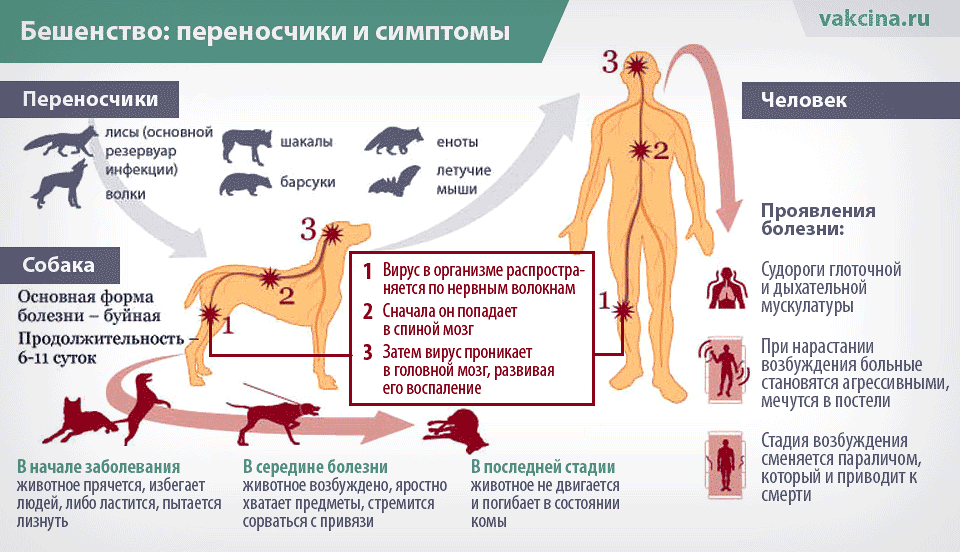 Признаки бешенства: как у человека проявляется заболевание