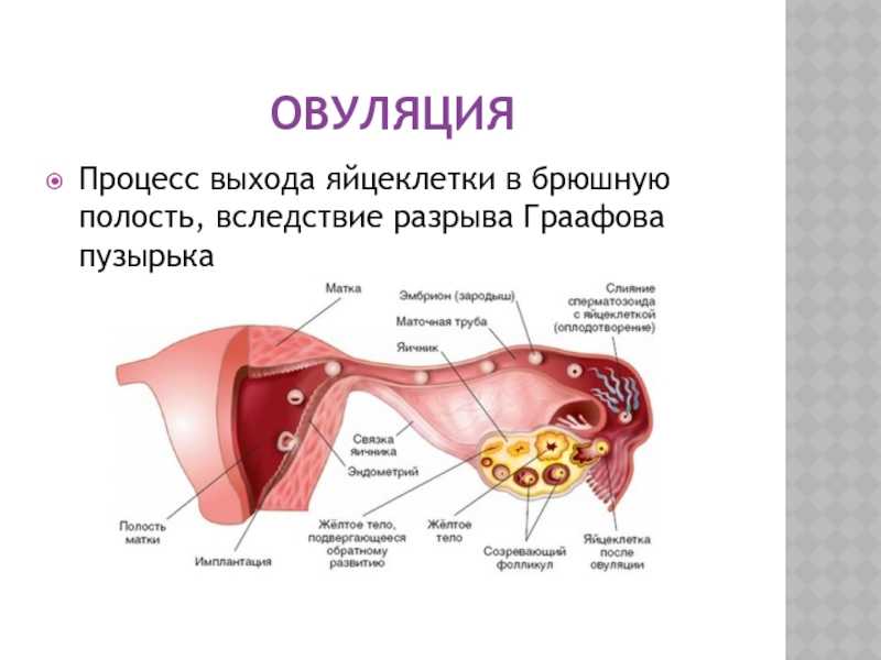 Две овуляции за цикл - возможно ли это и что об этом нужно знать