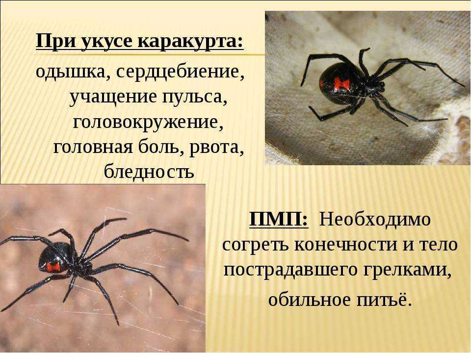 Укус домашнего паука: как распознать и оказать первую помощь