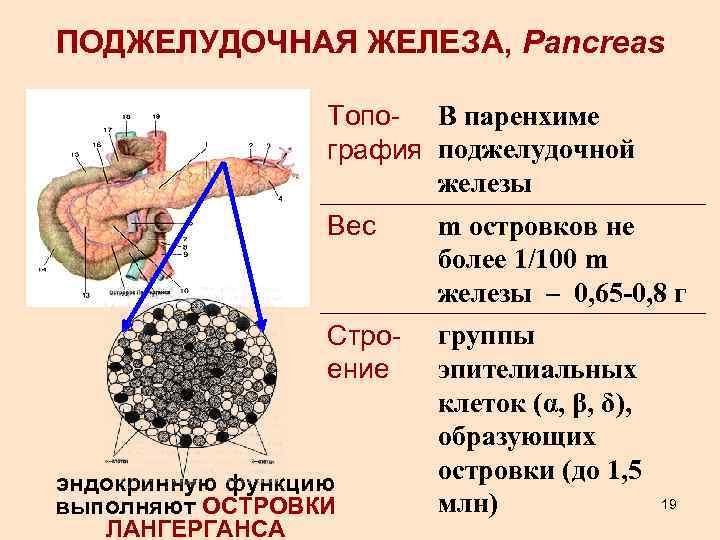 Диффузные изменения поджелудочной железы - как лечить умеренные признаки диффузных изменений: эхопризнаки и лечение: что означает и значит диффузия