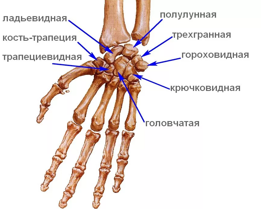 Анатомия кисти человека. строение костей кисти.