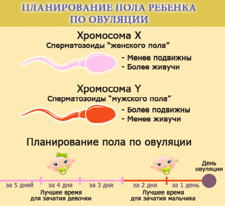 Как самостоятельно определить начало овуляции и не ошибиться