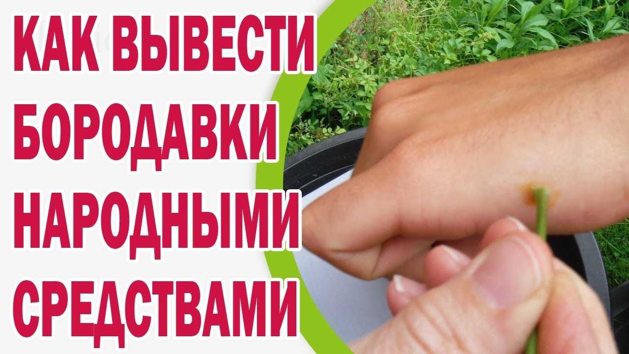 Лечим бородавки в домашних условиях