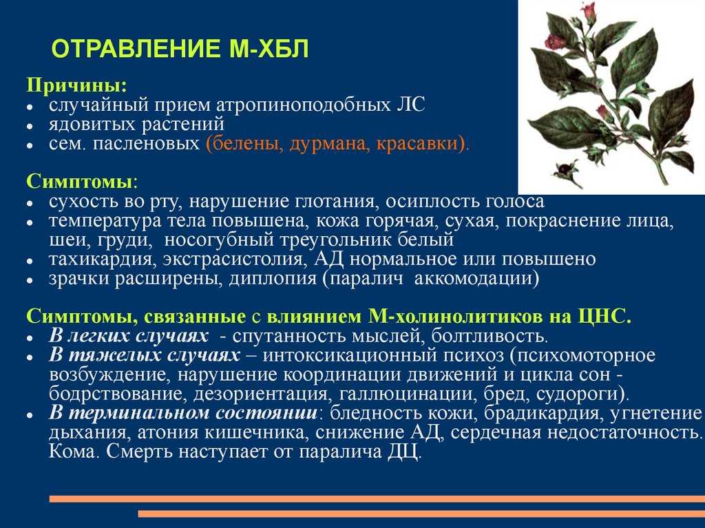 Белена чёрная — энциклопедия руниверсалис