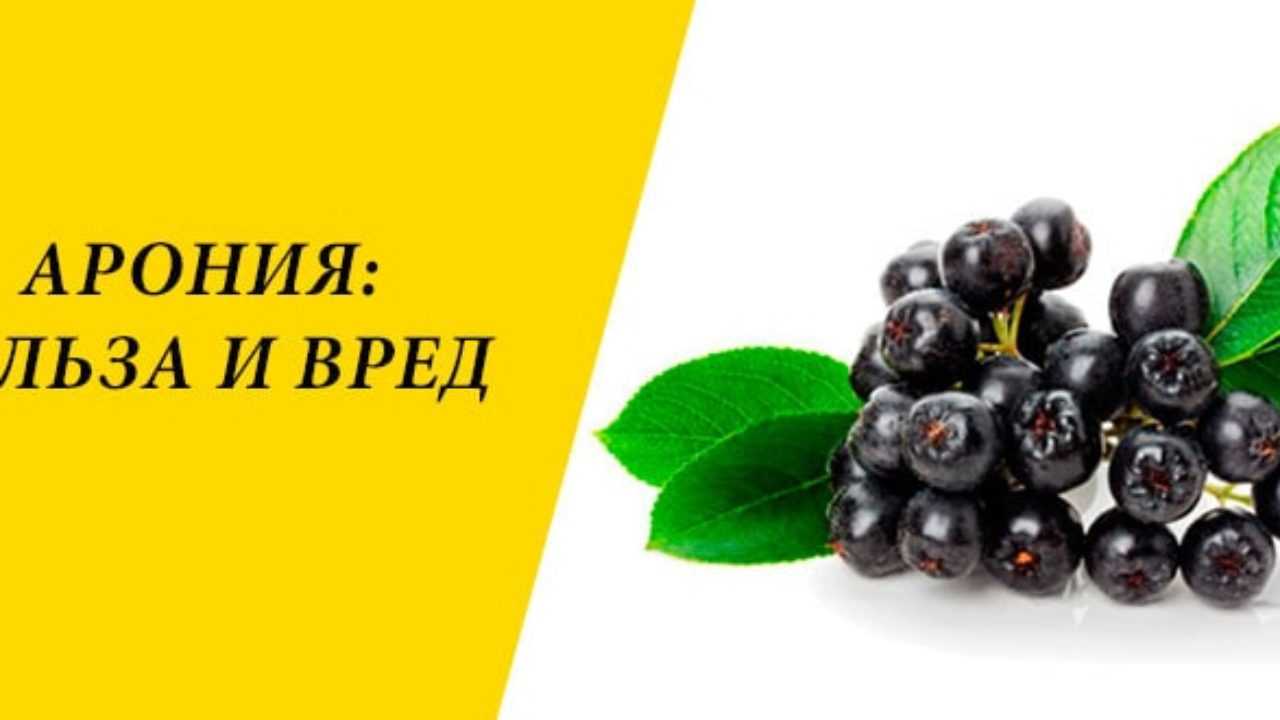 Чем полезна черноплодная рябина и как правильно ее есть