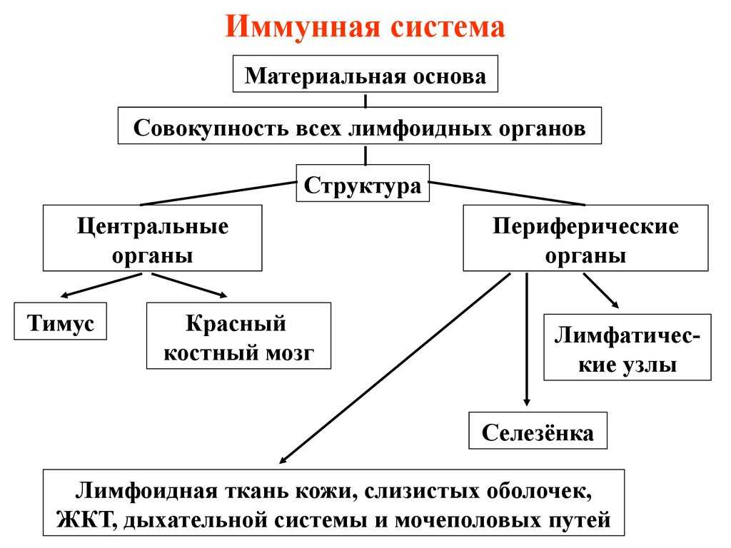 Иммунная система - медицинский центр на ленинском