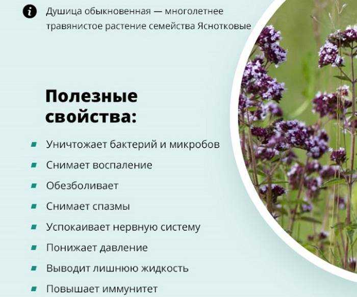 Полезна или опасна душица для мужчин  Как влияет душица на мужскую потенцию  Лесная мята относится к семейству  Яснотковые, в природе представлена большим