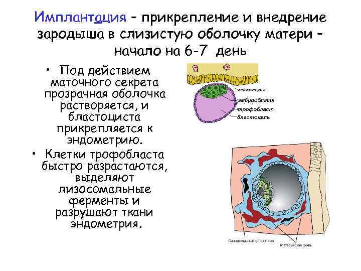 Имплантация эмбриона: сроки, условия, признаки