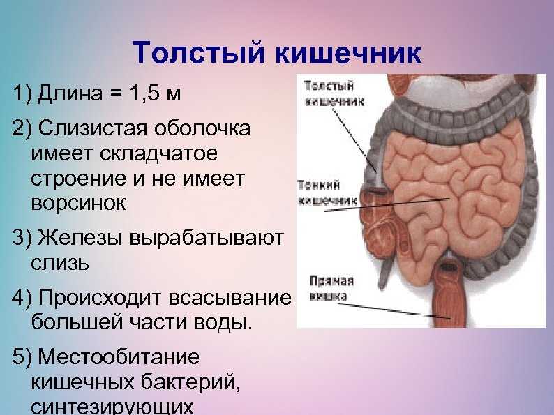 Строение кишечника человека