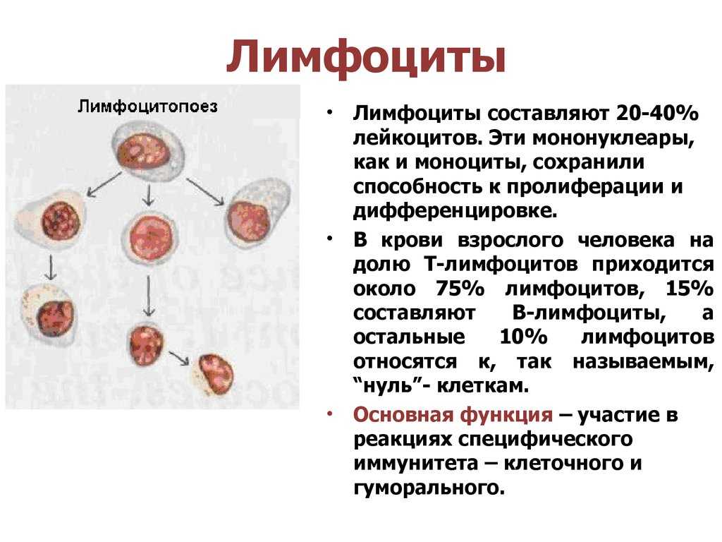 О чем говорят повышенные лимфоциты у ребенка: причины, лечение, профилактика