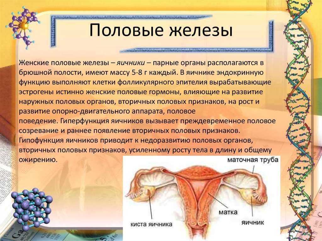 Функции желез внутренней секреции: функции в эндокринной системе, описание и воздействие на организм