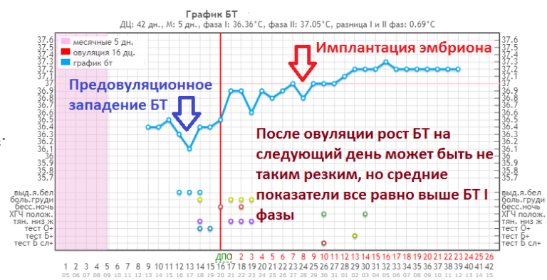 На какой день происходит имплантация эмбриона: ее признаки