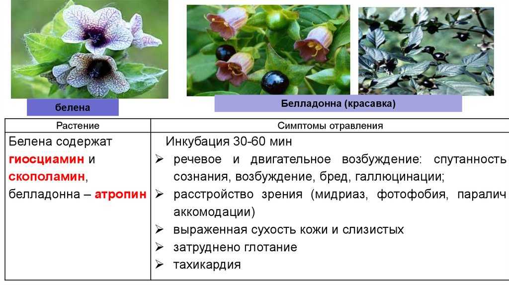 Яд белены и его применение