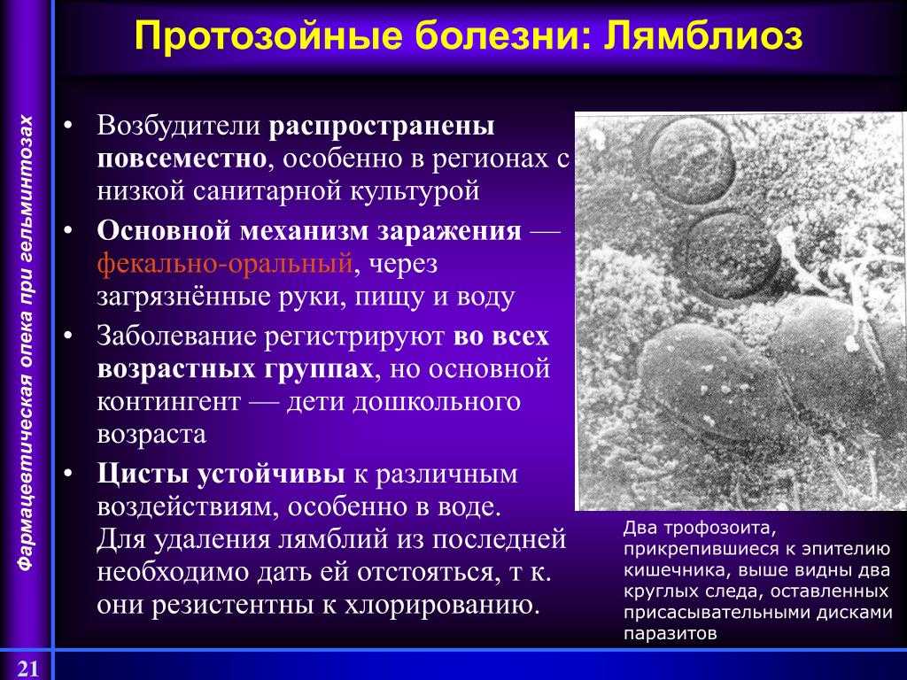Простейшие паразиты человека — виды и вызываемые ими болезни