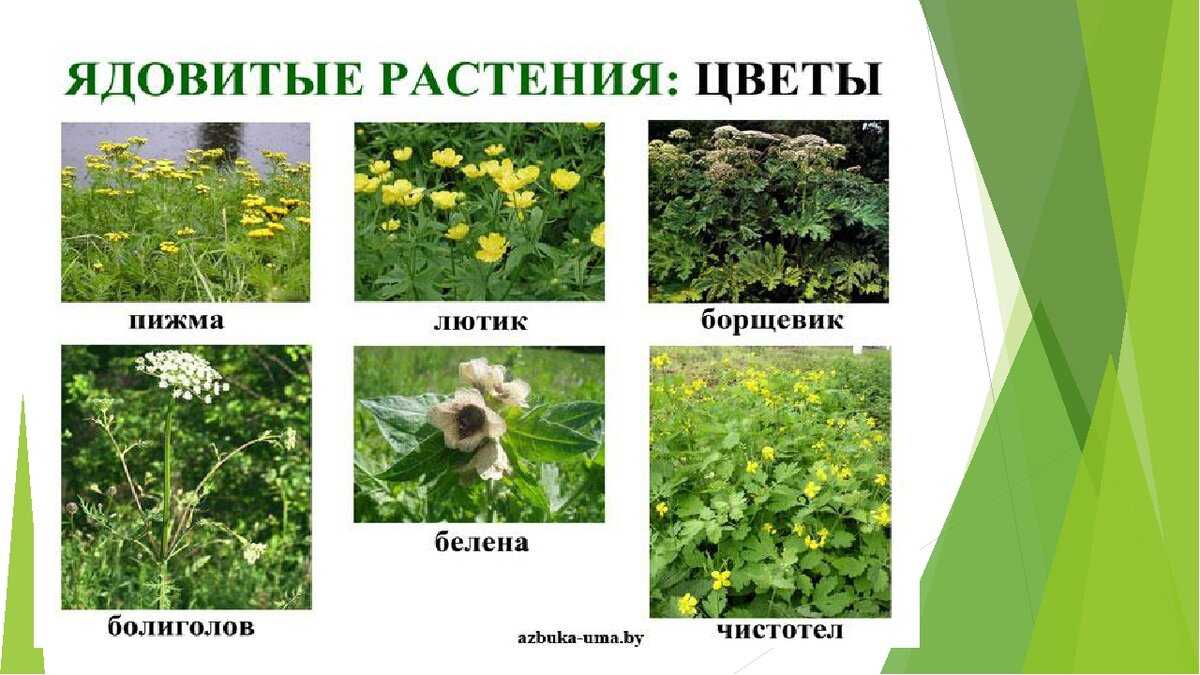 Ландыш: чем полезен для здоровья человека, лекарственные свойства, химический состав, применение в народной медицине, противопоказания