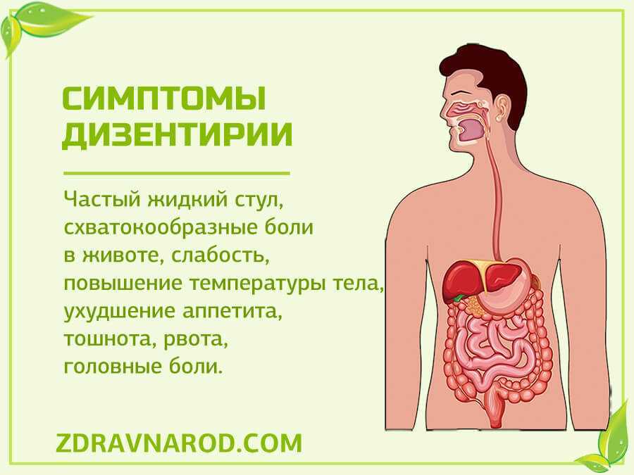 Дизентерия - медицинский портал doctor-365.net: симптомы и рекомендации по лечению различных заболеваний