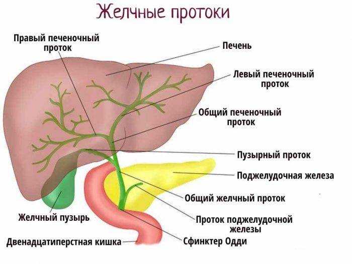 Билиарная гипертензия: что это, симптомы и лечение | здоровье вашей головы