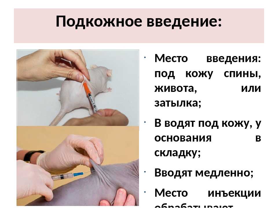 Гост р 52623.4-2015: технологии выполнения простых медицинских услуг инвазивных вмешательств