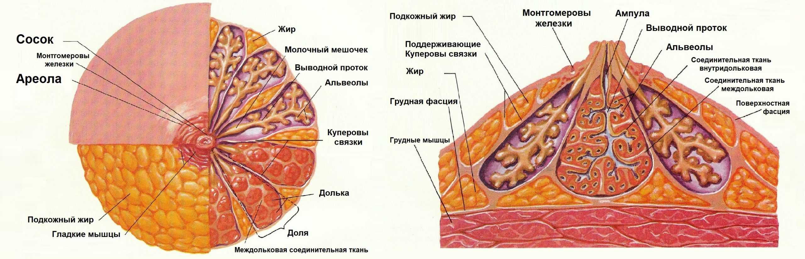 ᐉ молочная железа, ее строение и функции у женщин. анатомия молочной железы - mariya-mironova.ru