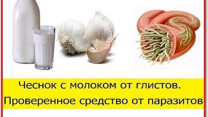Как избавиться от паразитов в организме человека народными средствами. чеснок при паразитах | здоровье человека