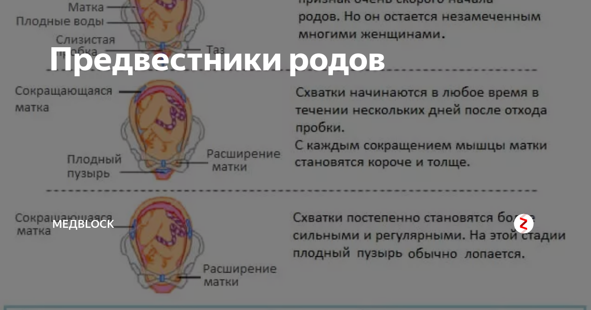 Отошла пробка: когда начнутся роды? | fok-zdorovie.ru
