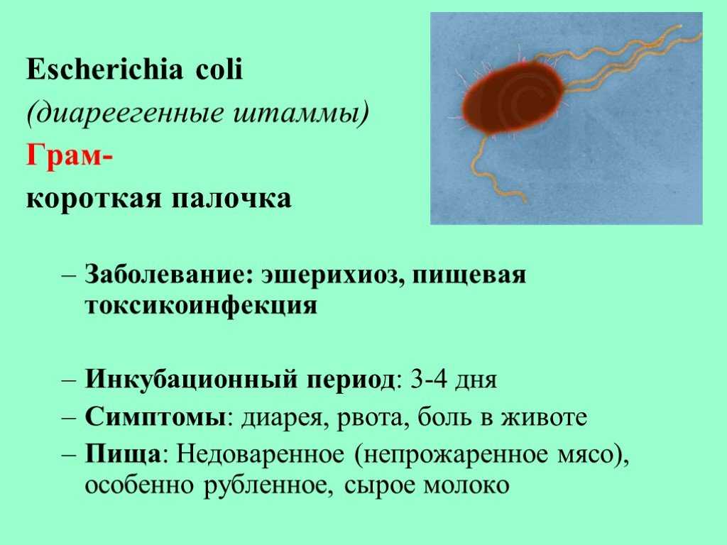 Гемолизирующая (гемолитическая) кишечная палочка у взрослых и детей