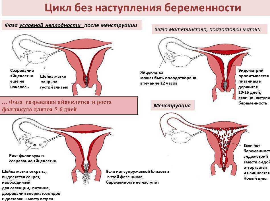 Можно ли с первого раза зачать ребенка? какова вероятность беременности