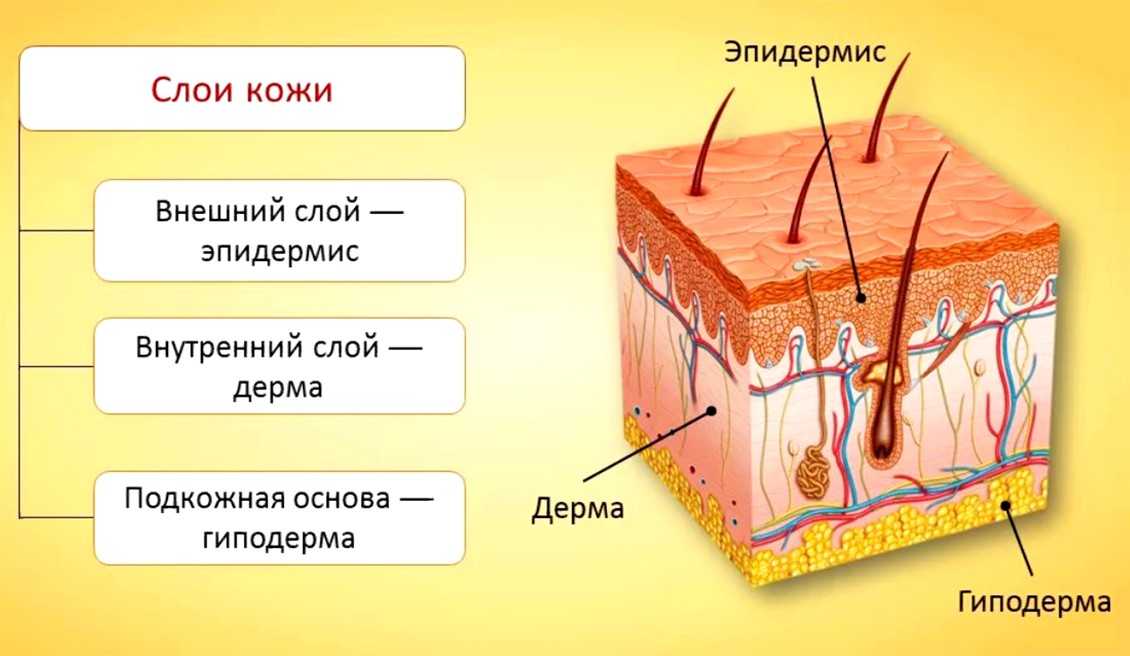 Характеристика кожи человека – строение кожи – основная функция