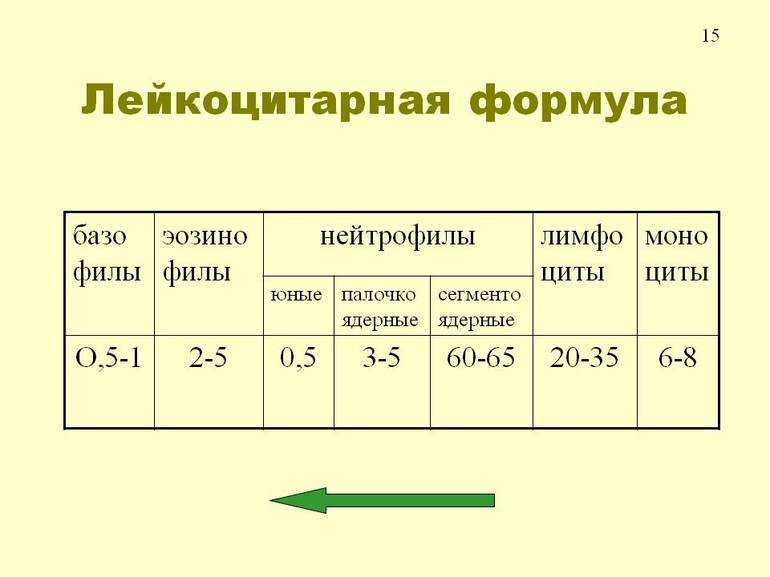 Лейкоцитарная формула крови: показатели нормы и расшифровка лейкограммы у детей и взрослых + видео