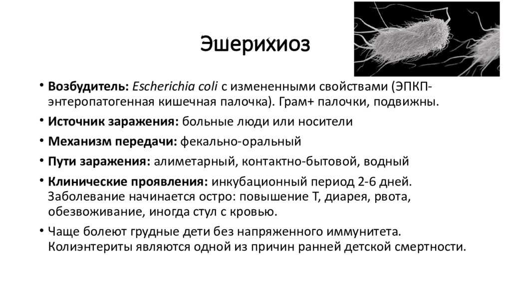 Осторожно! кишечная палочка!