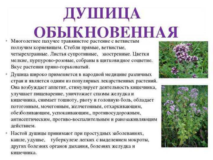 Какие травы вредны для мужчин - умная
