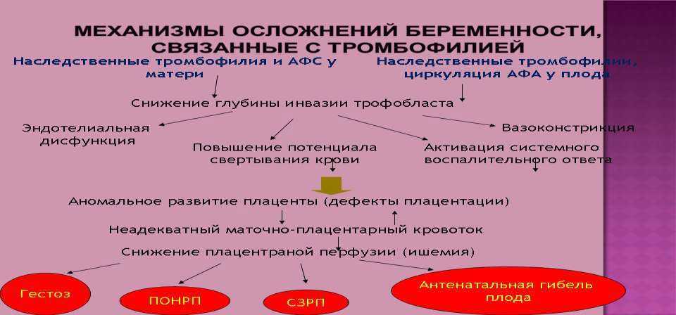 Курантил при беременности: для чего назначают, как пить / mama66.ru